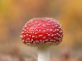 Herfst- funwedstrijd